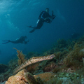   Cornet fish using wide Sony NEX5 during photo class Key Largo FL. FL  